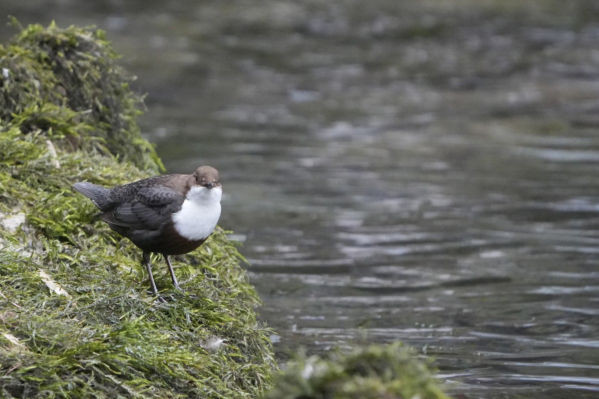 White-throated Dipper - ML615875922