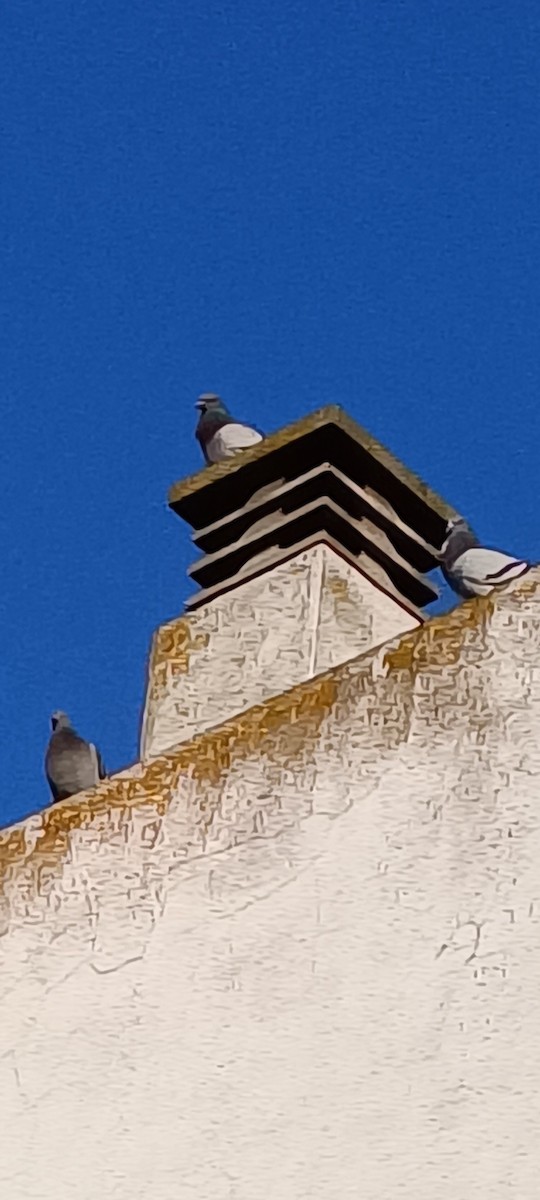 Rock Pigeon (Feral Pigeon) - ML615875950