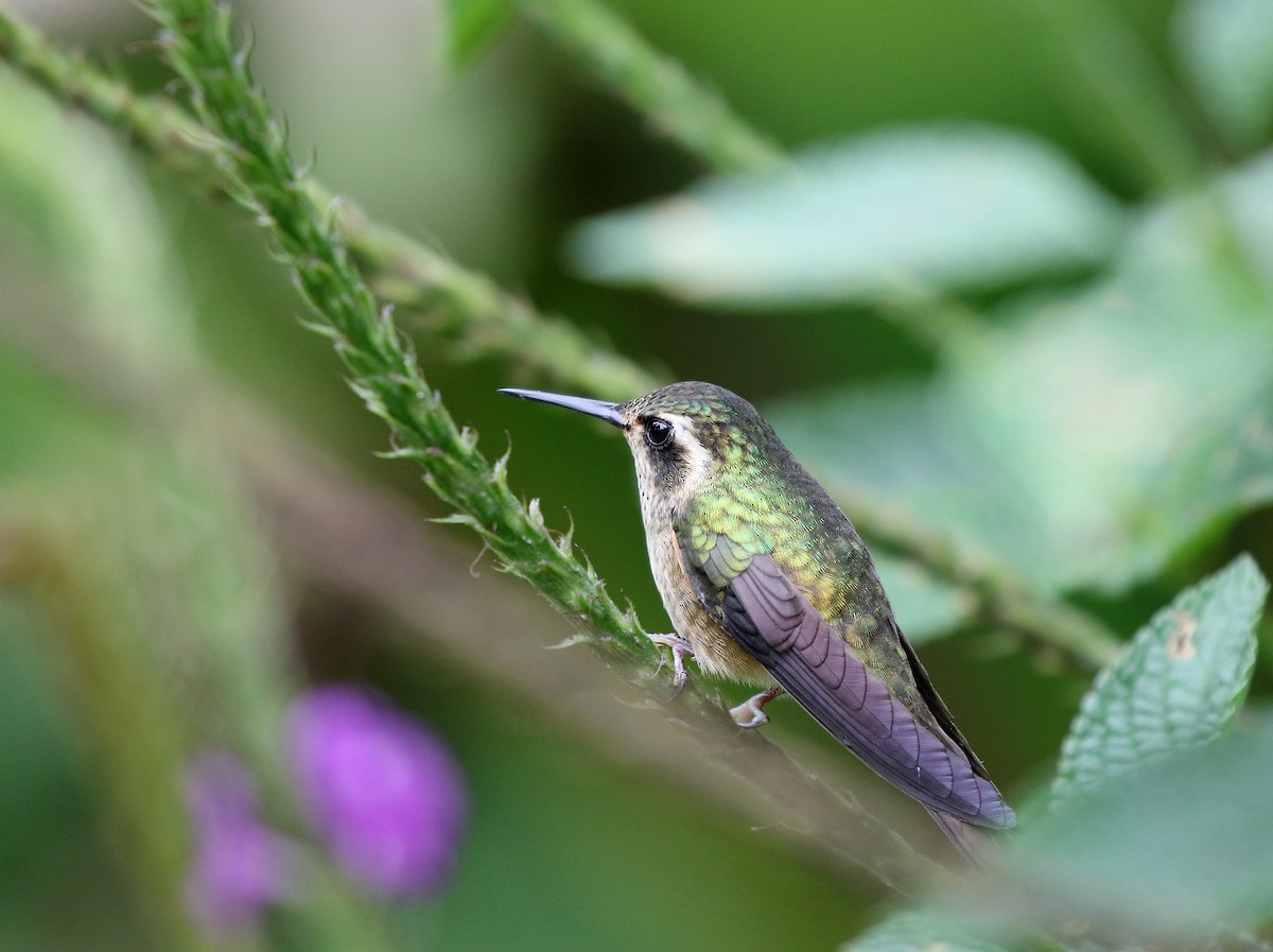 Speckled Hummingbird (melanogenys Group) - ML615875952