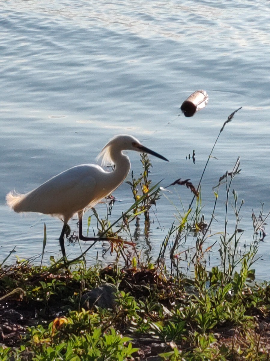 Snowy Egret - ML615875954