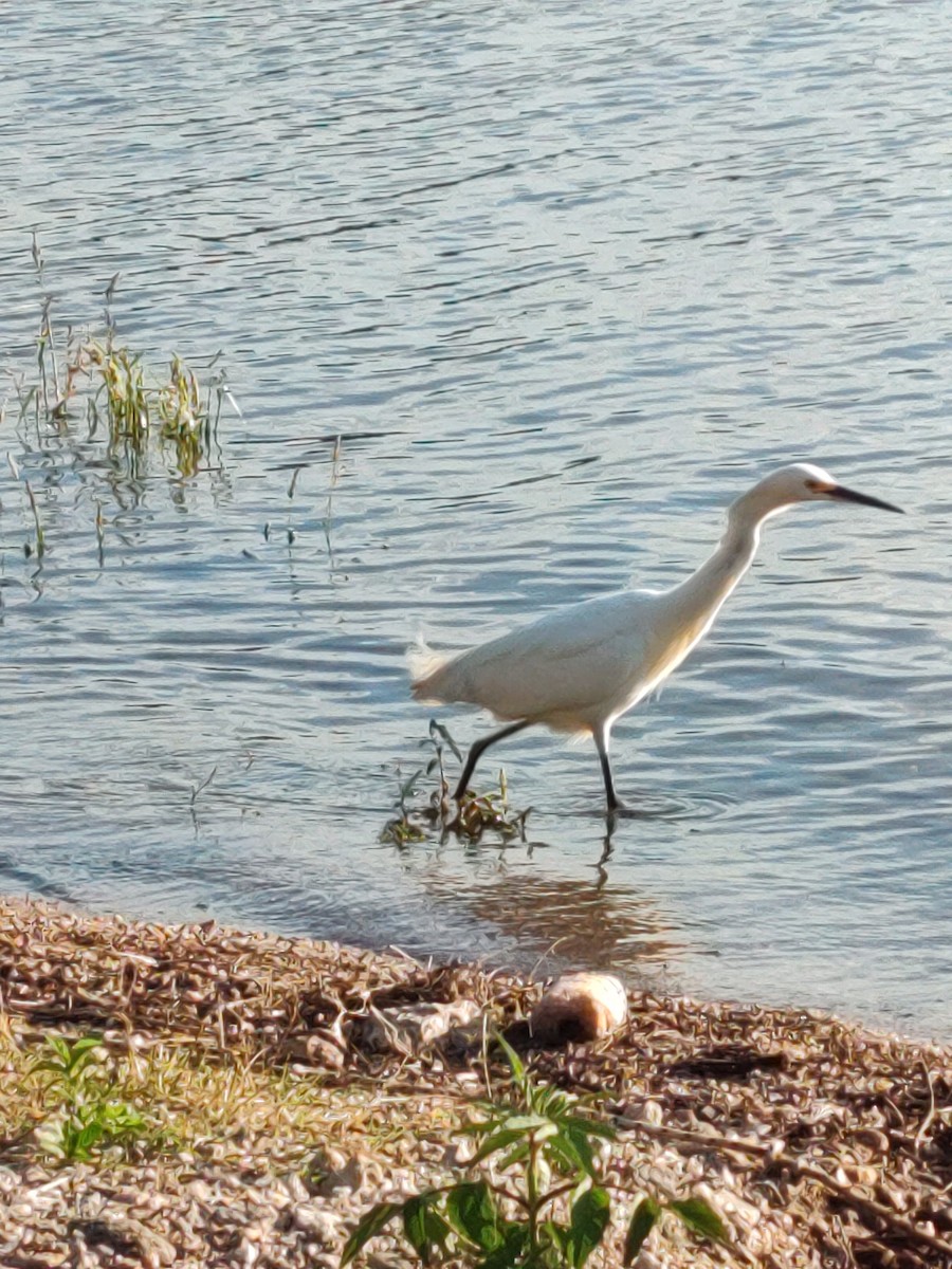 Snowy Egret - ML615875955