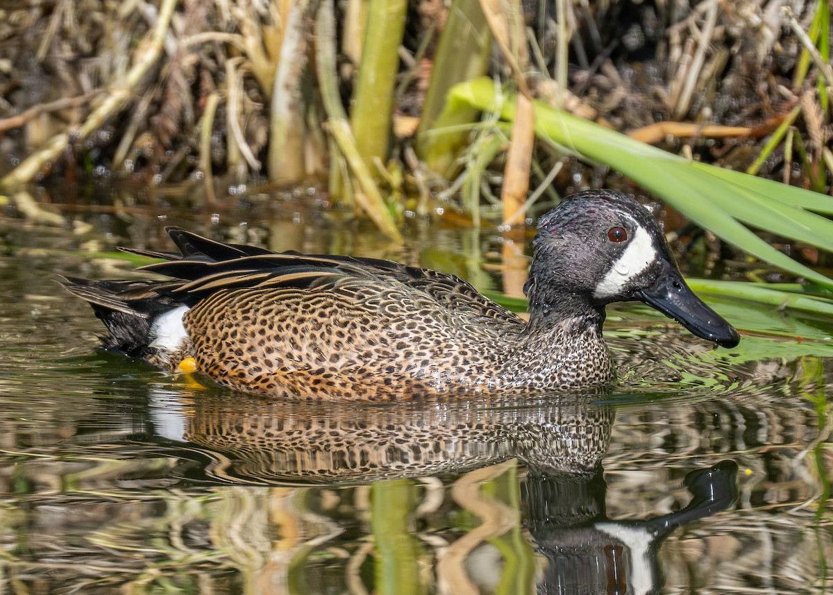 Blue-winged Teal - Patrick Van Thull