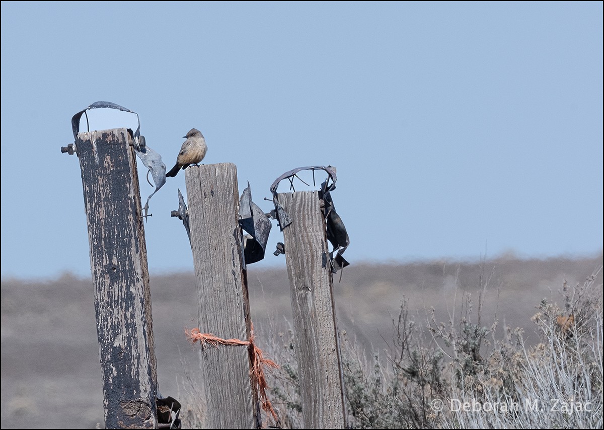 Say's Phoebe - ML615875995