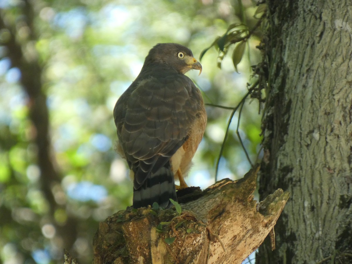 Roadside Hawk - ML615876018