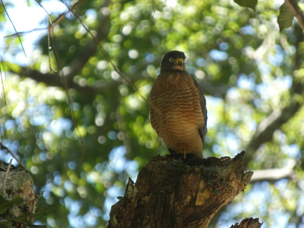 Roadside Hawk - ML615876019