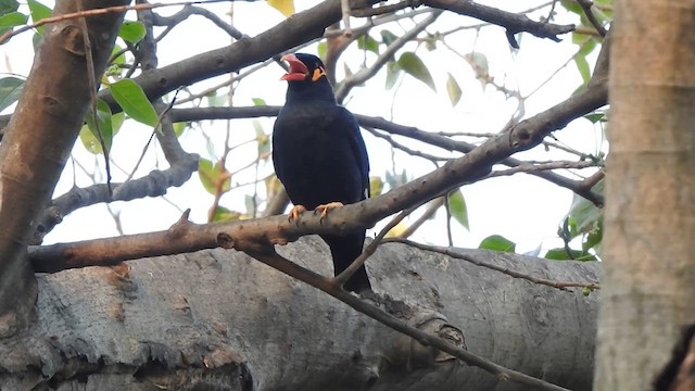 Common Hill Myna - ML615876023