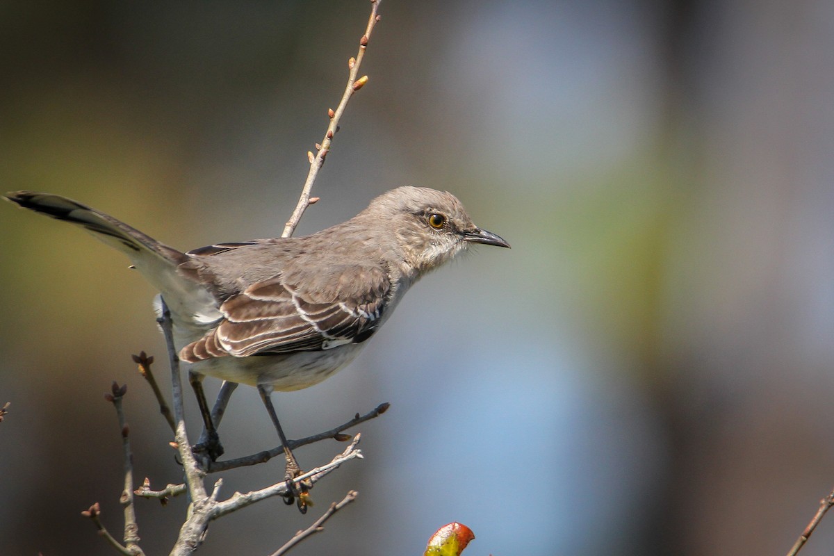 Northern Mockingbird - ML615876053