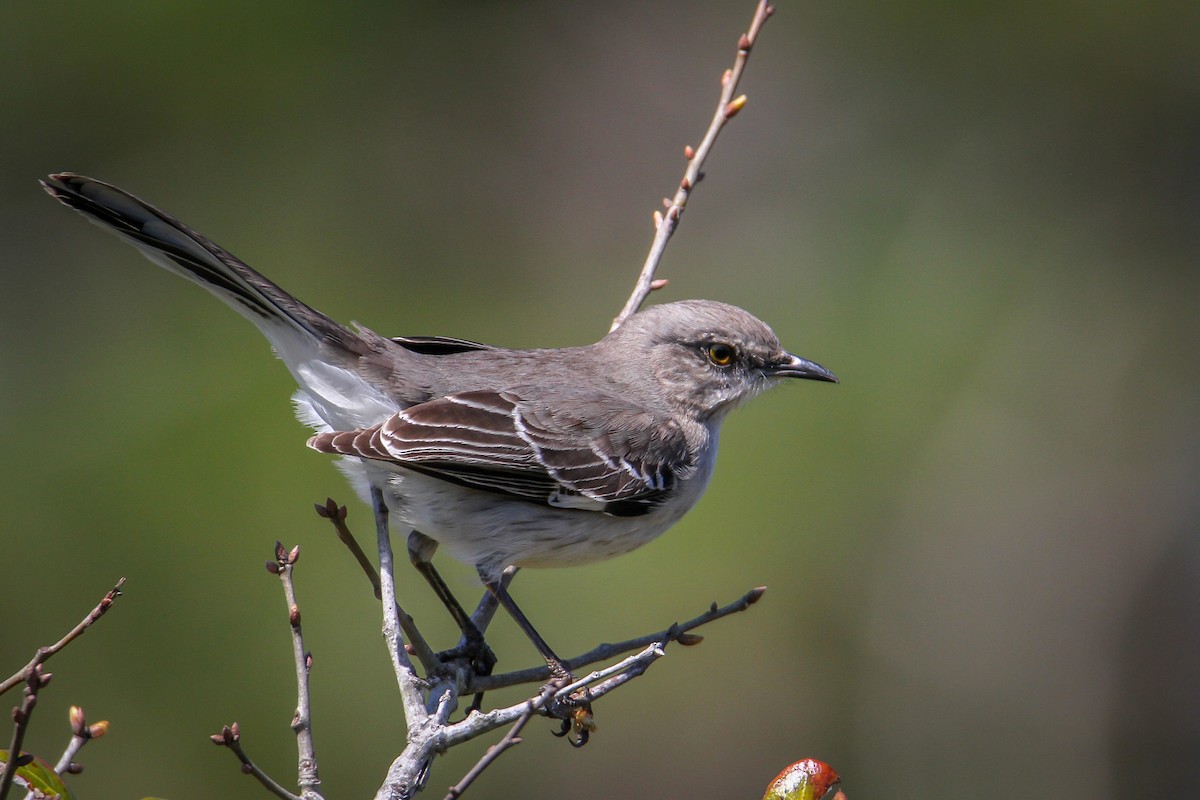 Northern Mockingbird - ML615876059