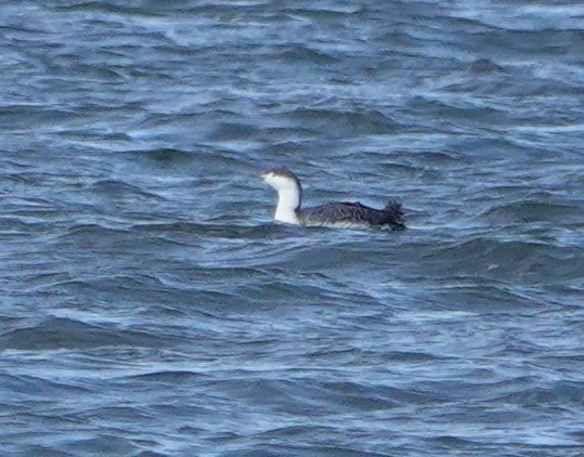 Red-throated Loon - ML615876121