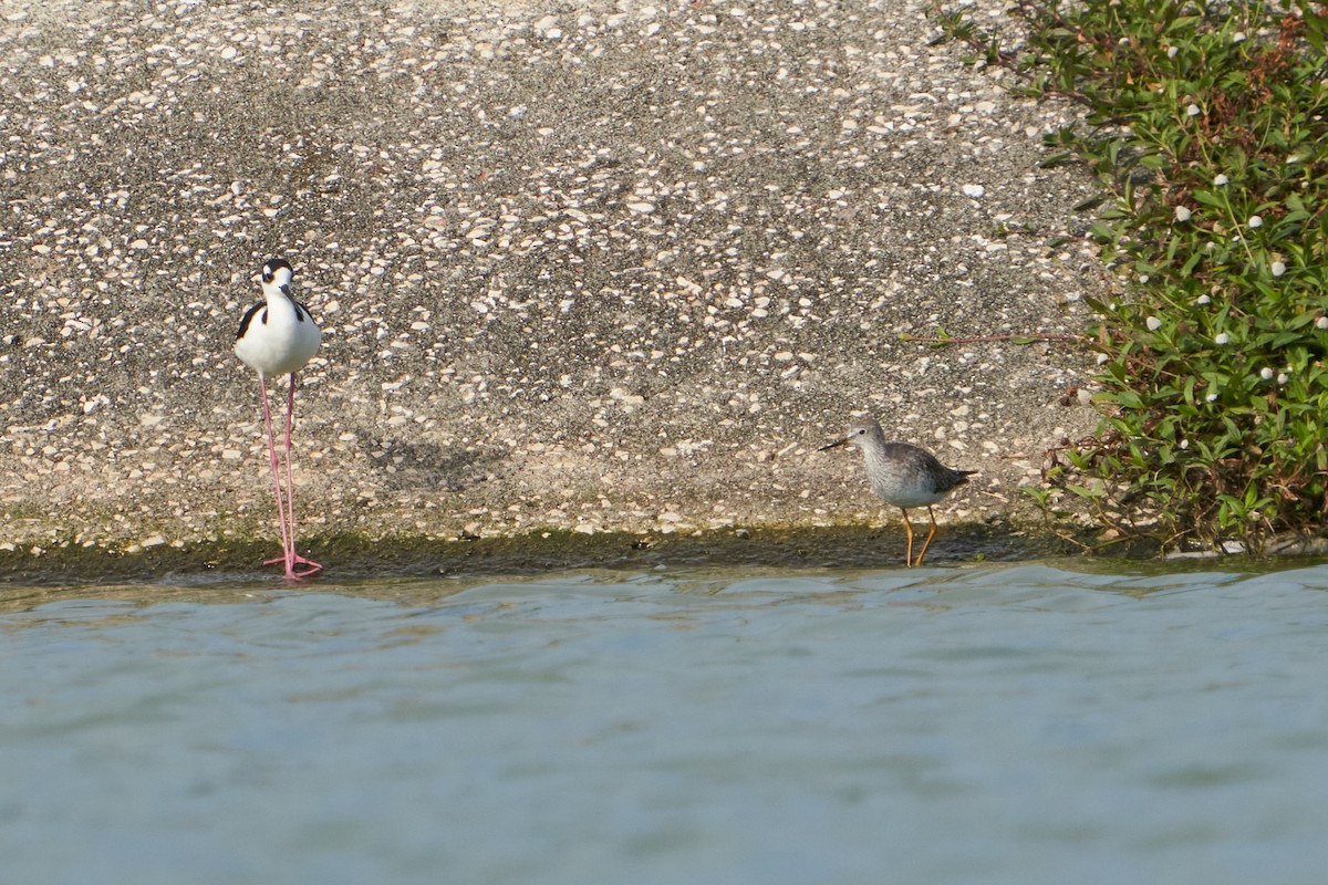 Lesser Yellowlegs - ML615876138