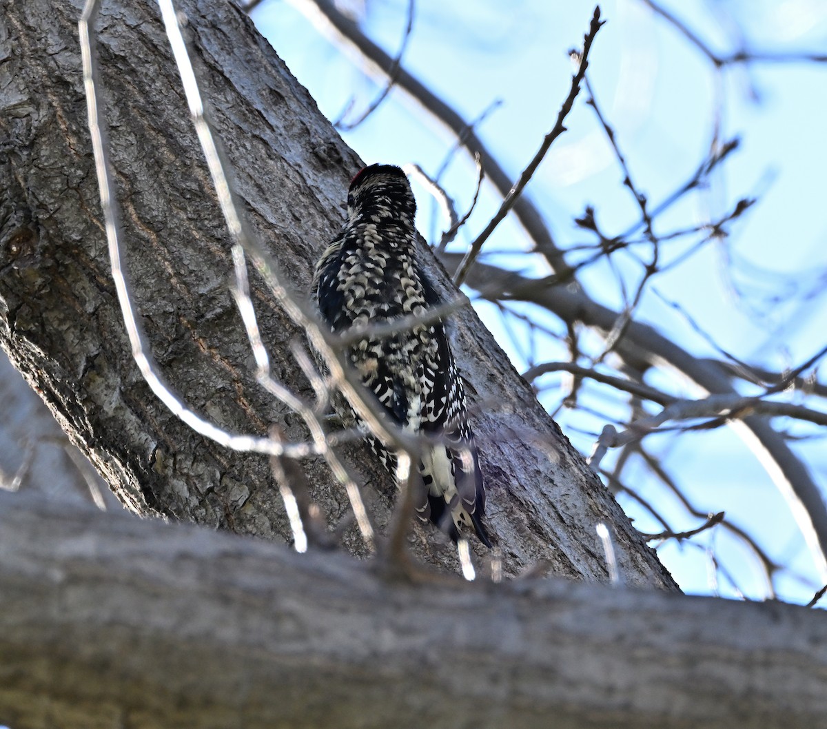 Yellow-bellied Sapsucker - ML615876153