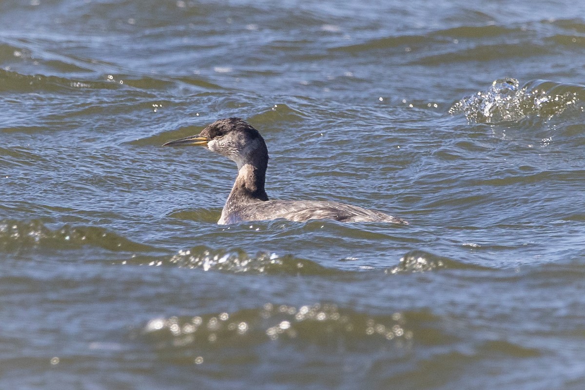 Red-necked Grebe - ML615876174