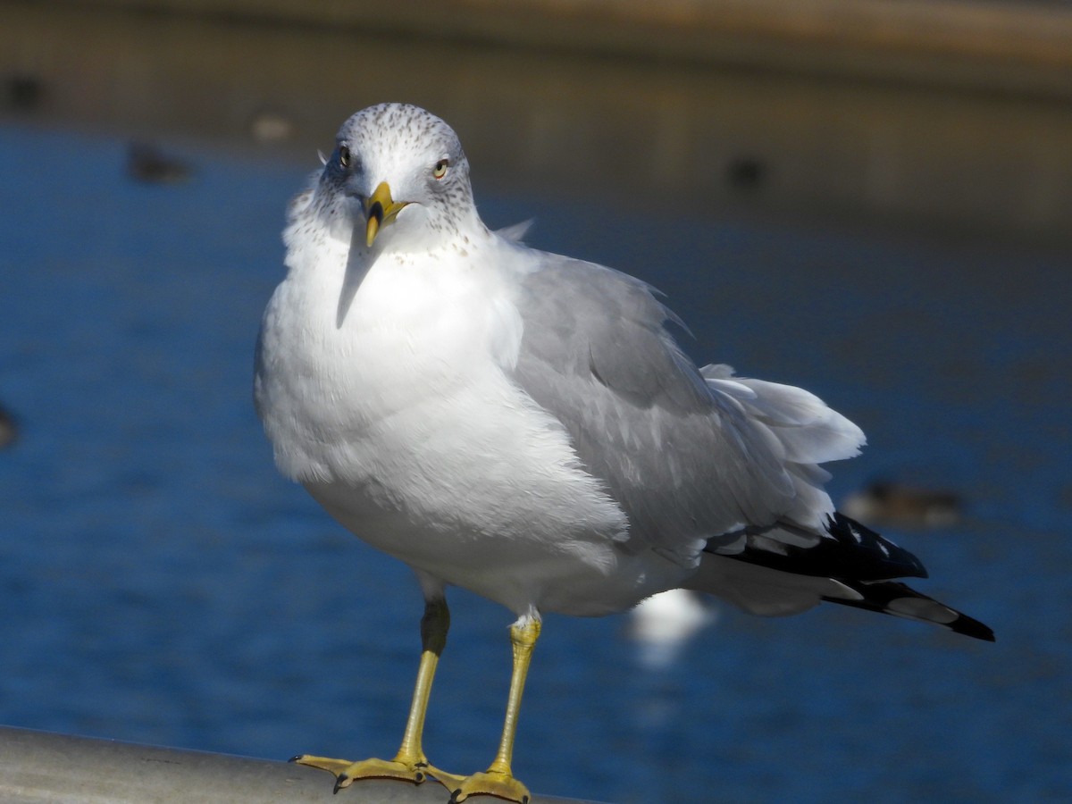 Ring-billed Gull - ML615876223