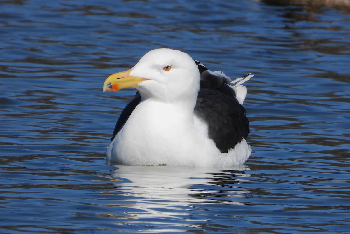 Great Black-backed Gull - ML615876237