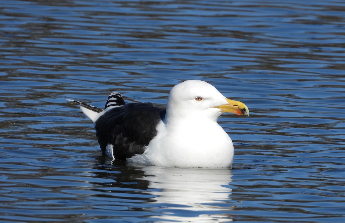 Great Black-backed Gull - ML615876238