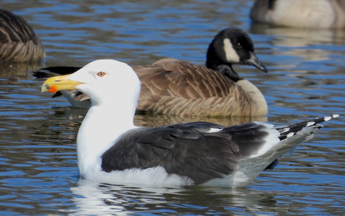 Great Black-backed Gull - ML615876239