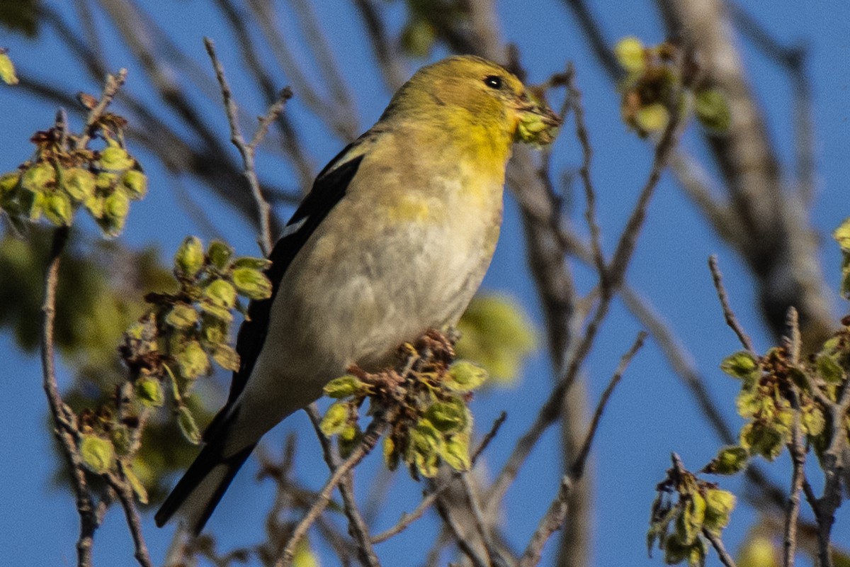 Lesser Goldfinch - Dale Bargmann