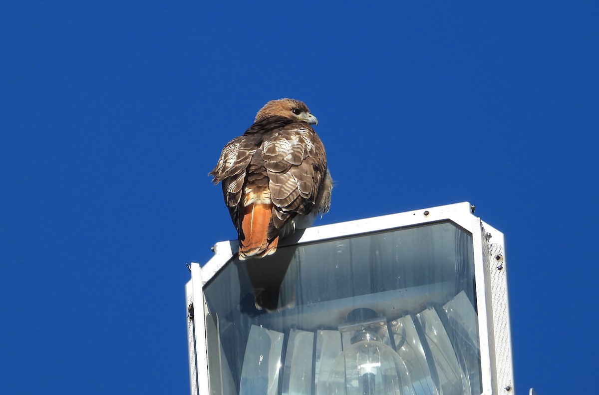 Red-tailed Hawk - ML615876246