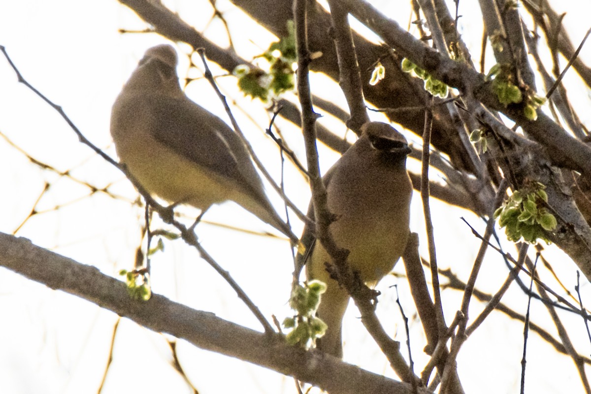 Cedar Waxwing - ML615876259