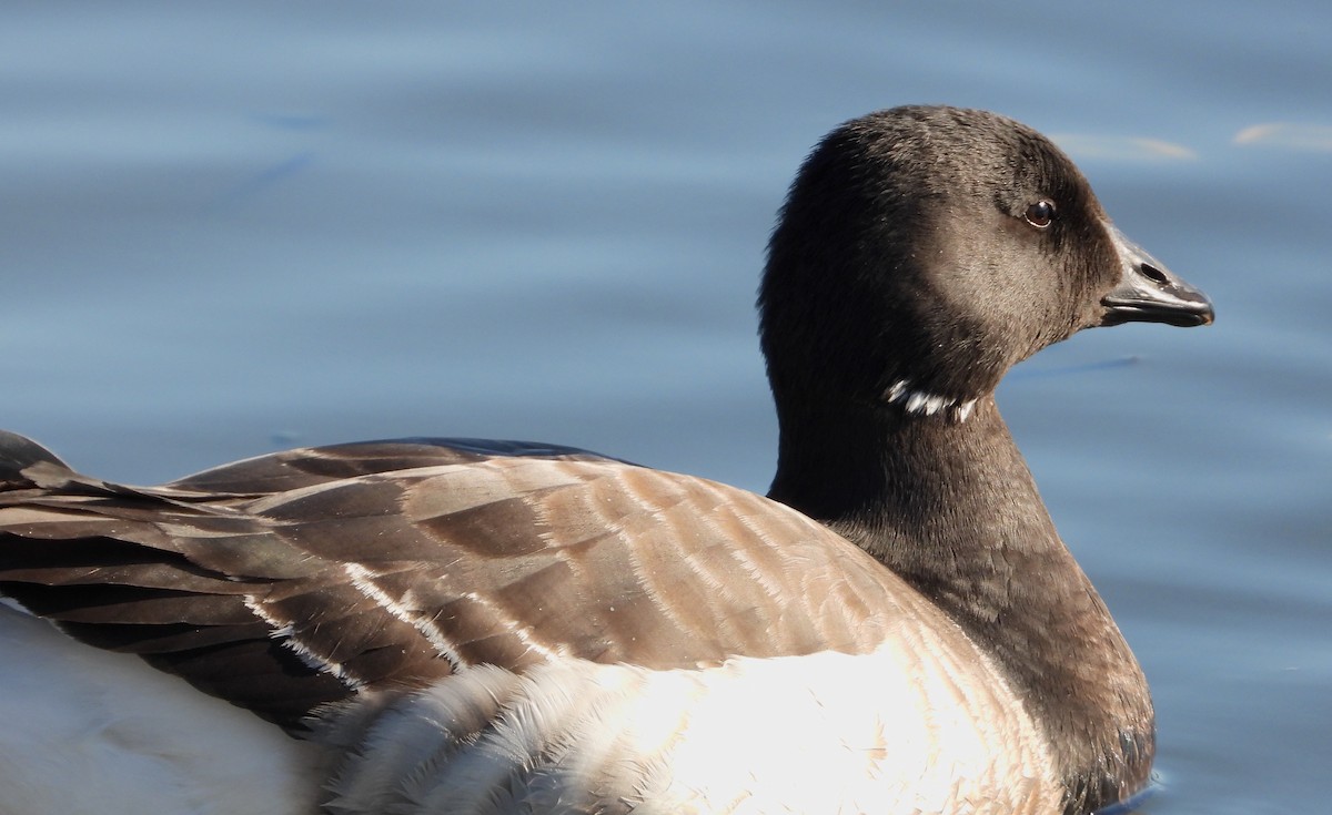 Brant - ML615876269