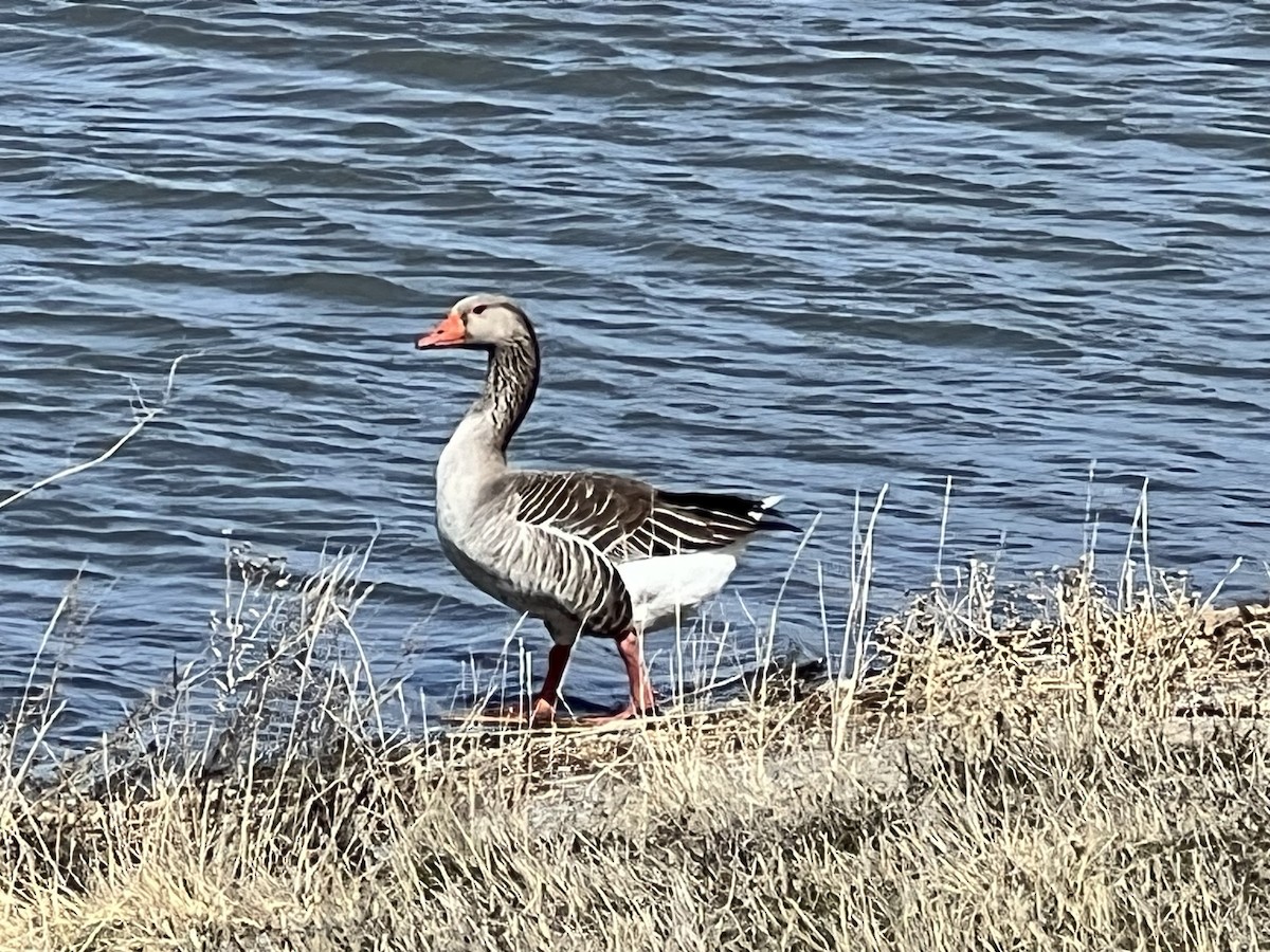 Graylag Goose (Domestic type) - ML615876275