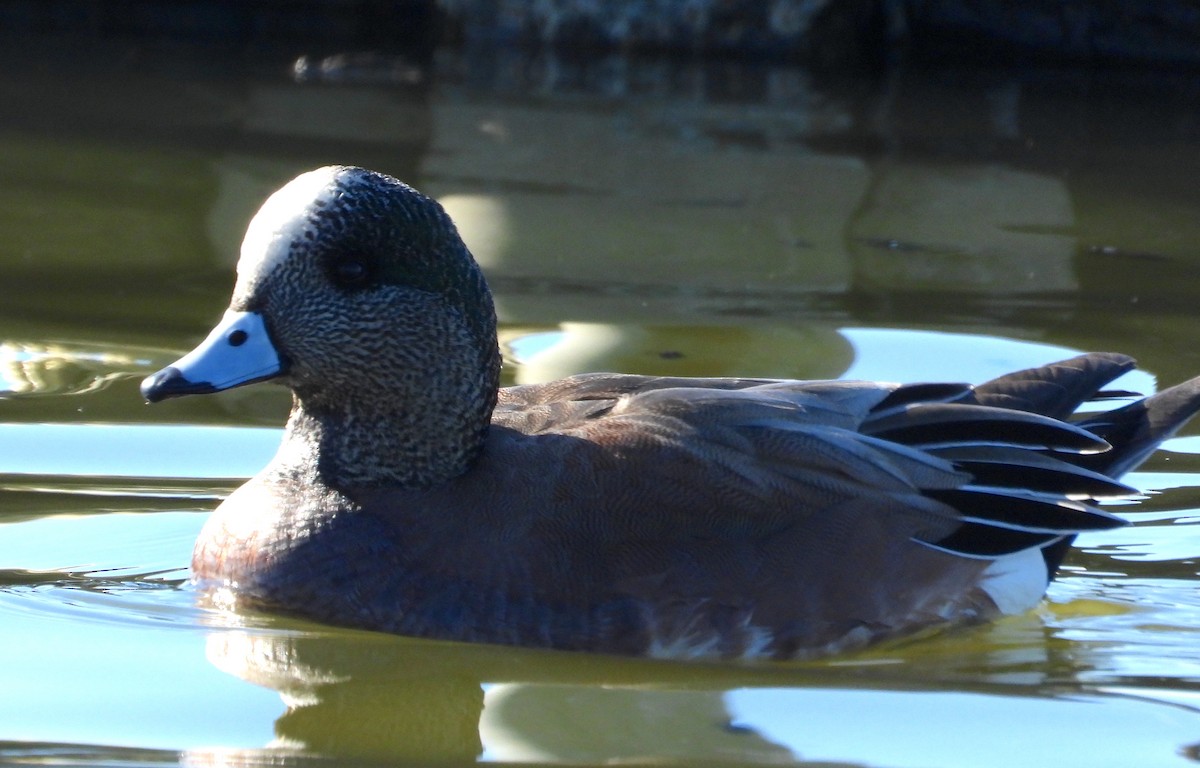 American Wigeon - ML615876277