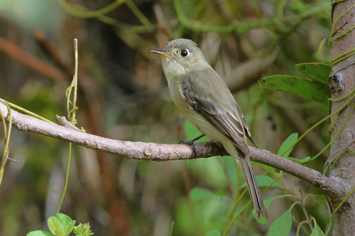 Cuban Pewee - ML615876298