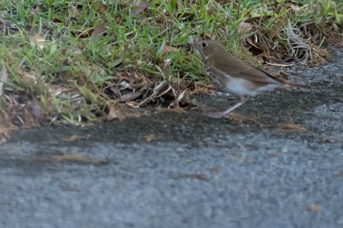 Hermit Thrush - ML615876306