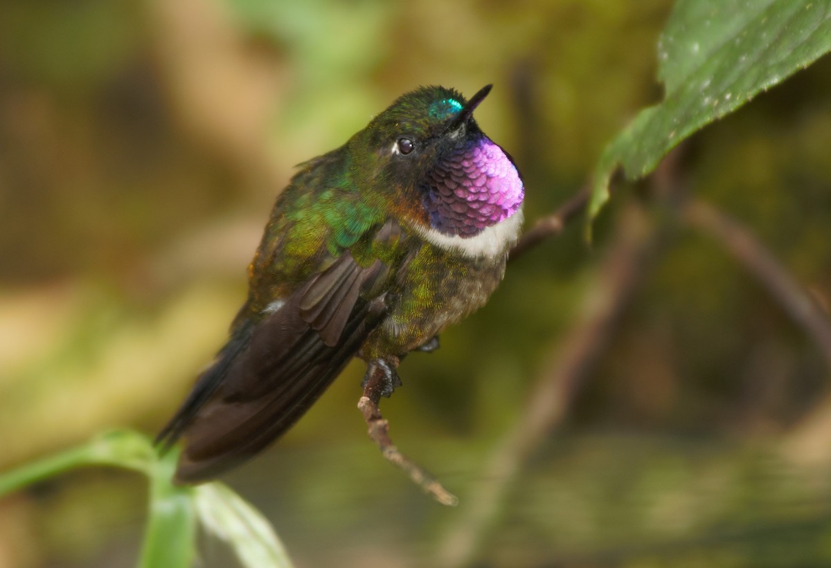 Colibrí Gorjiamatista (grupo amethysticollis) - ML615876312