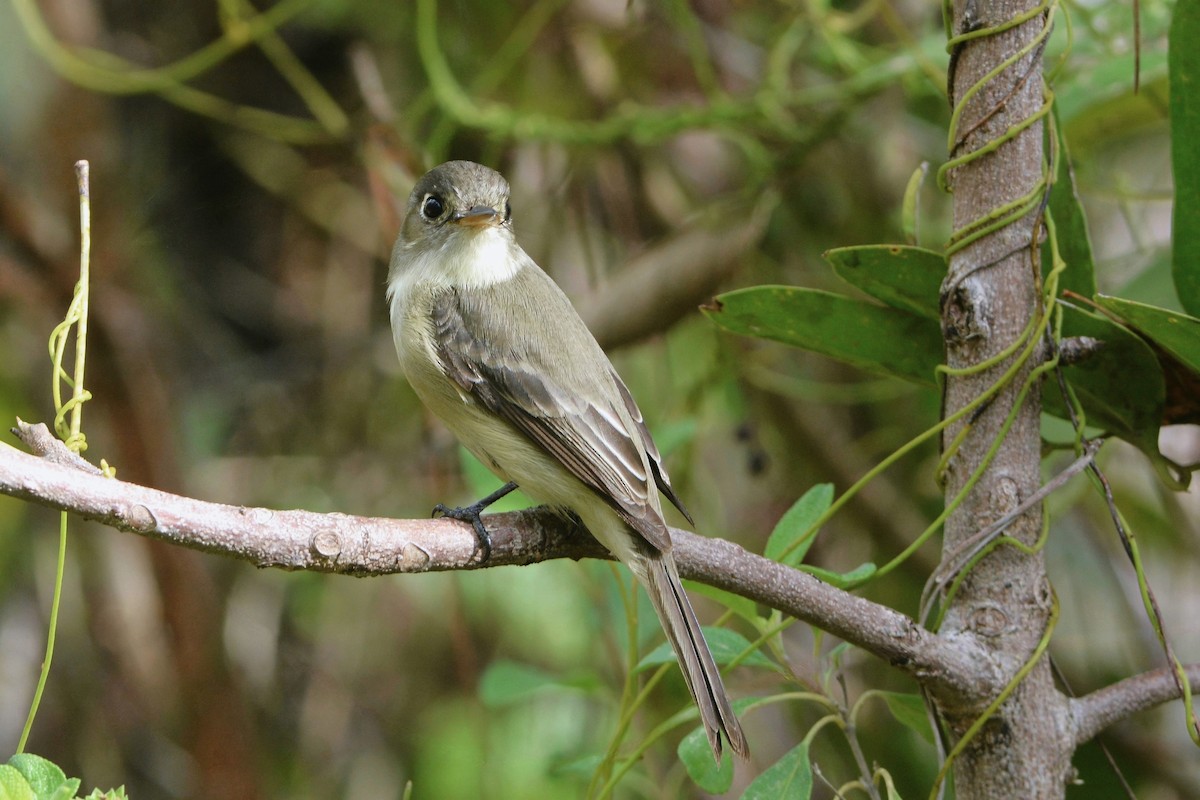 Cuban Pewee - ML615876322