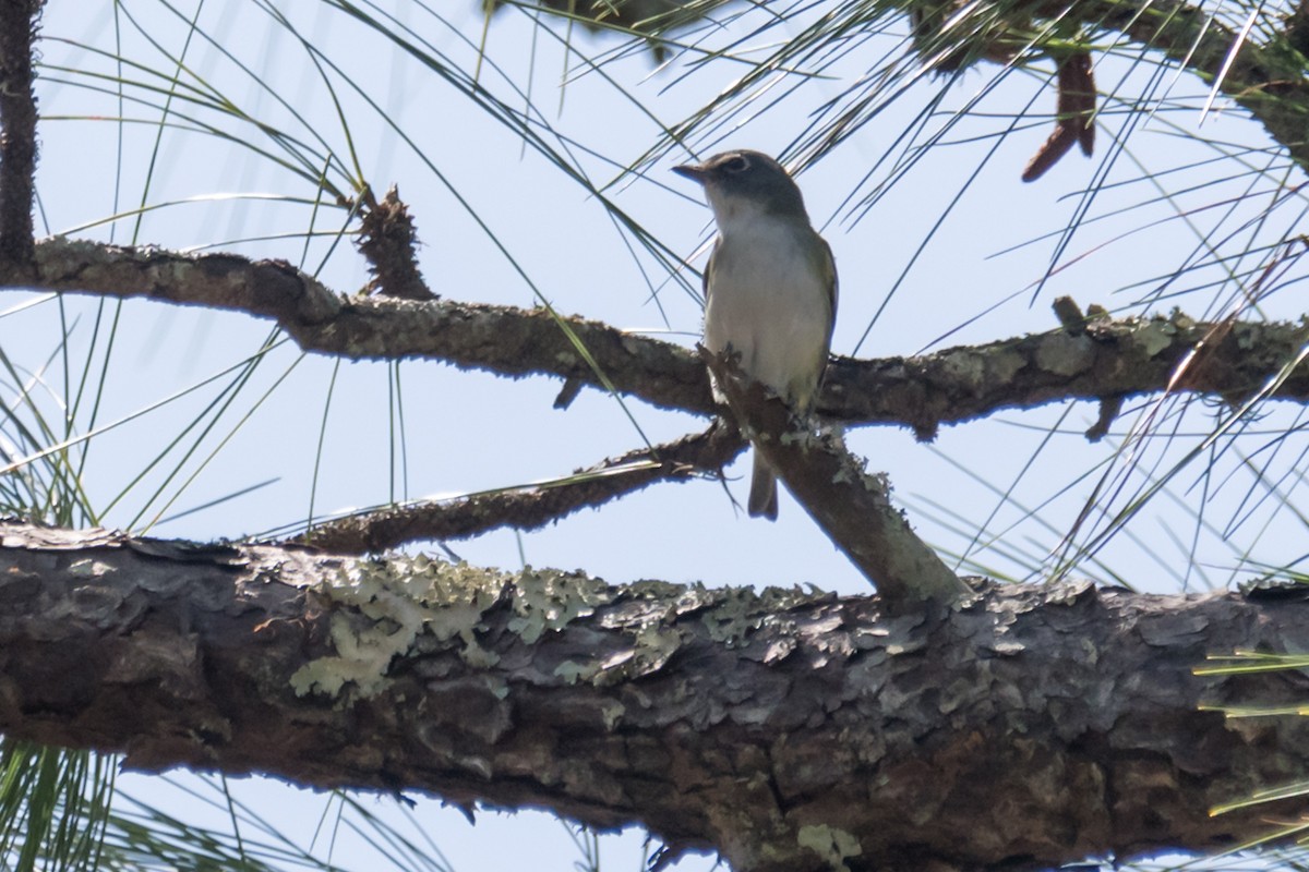 Blue-headed Vireo - ML615876324