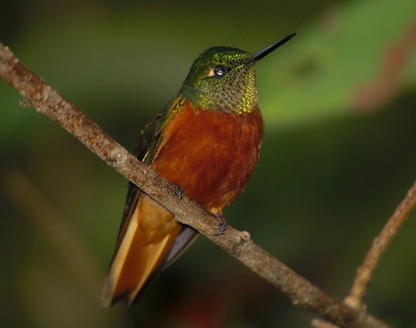 kolibřík peruánský - ML615876334