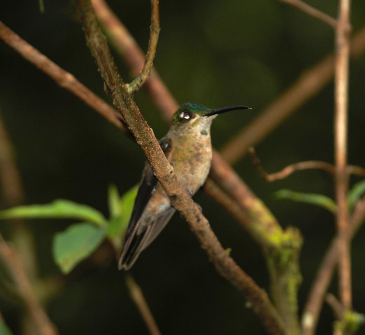 kolibřík hnědobřichý - ML615876340