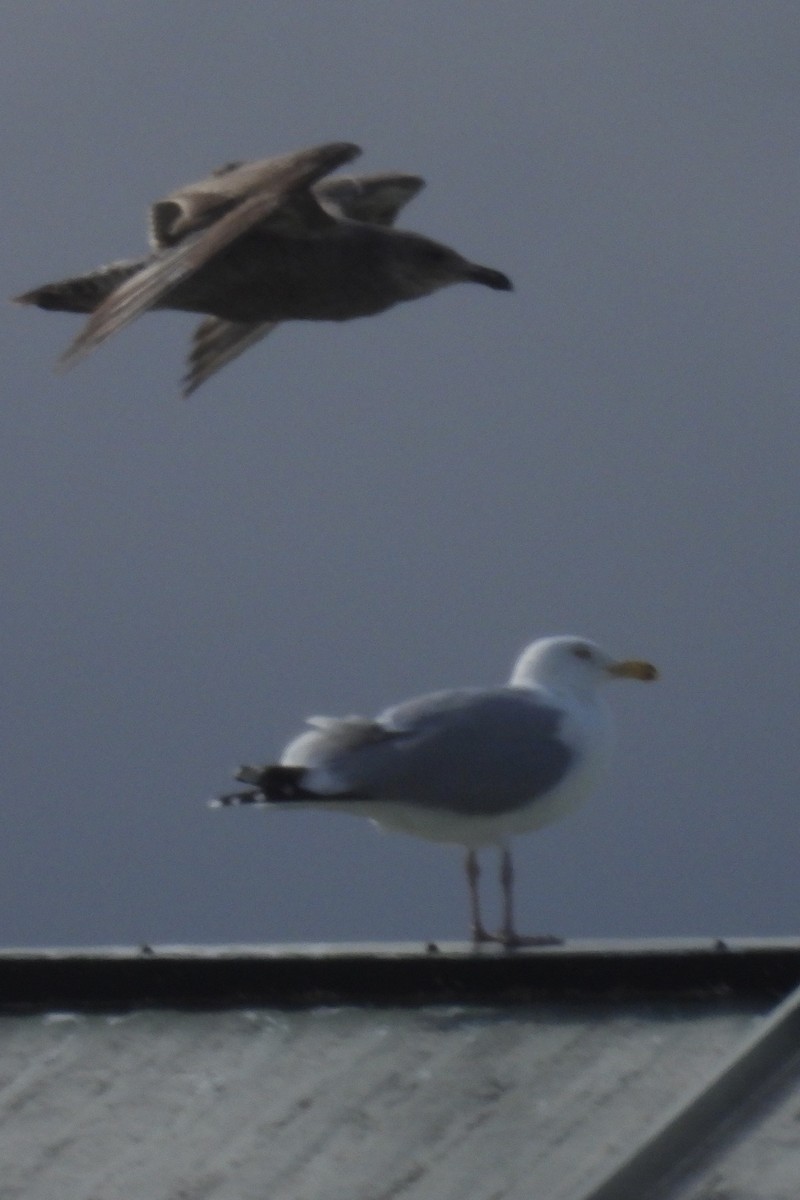 Herring Gull (American) - ML615876396