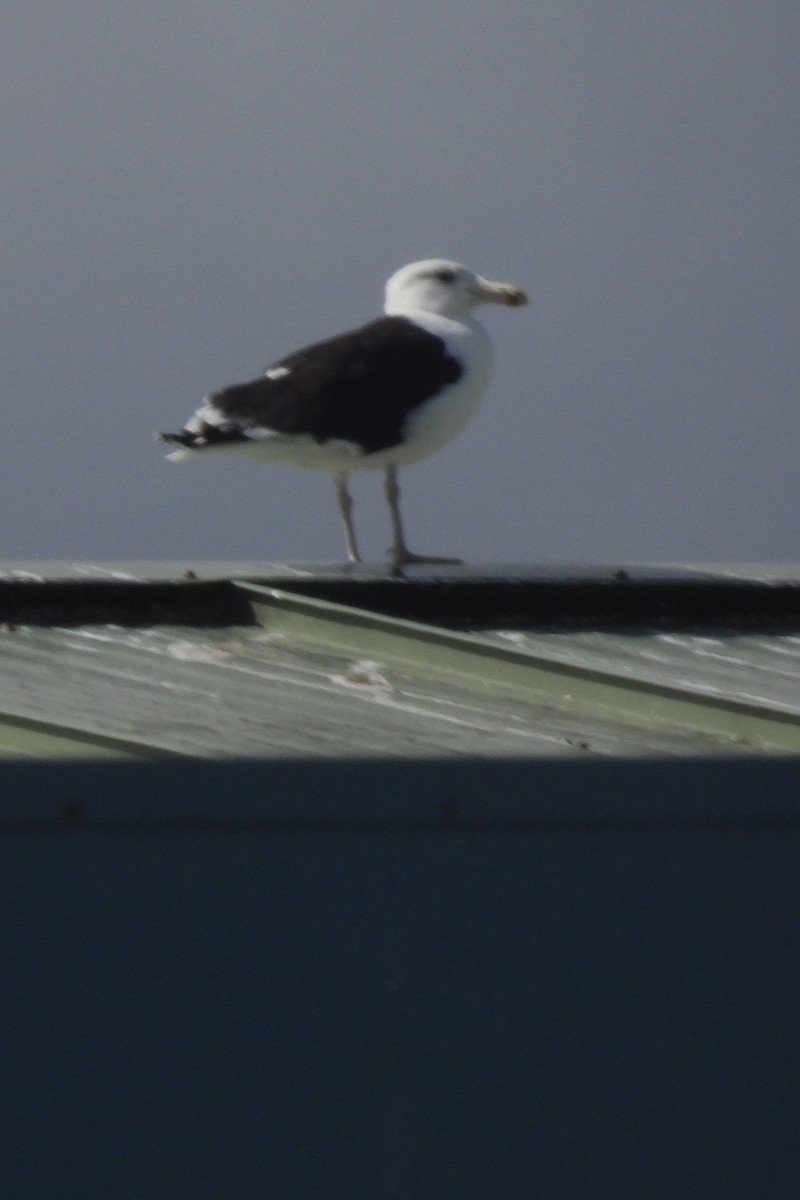 Great Black-backed Gull - ML615876405