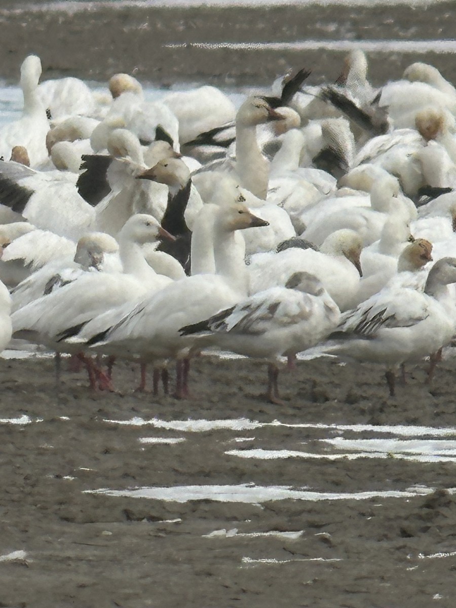 Oie des neiges - ML615876410