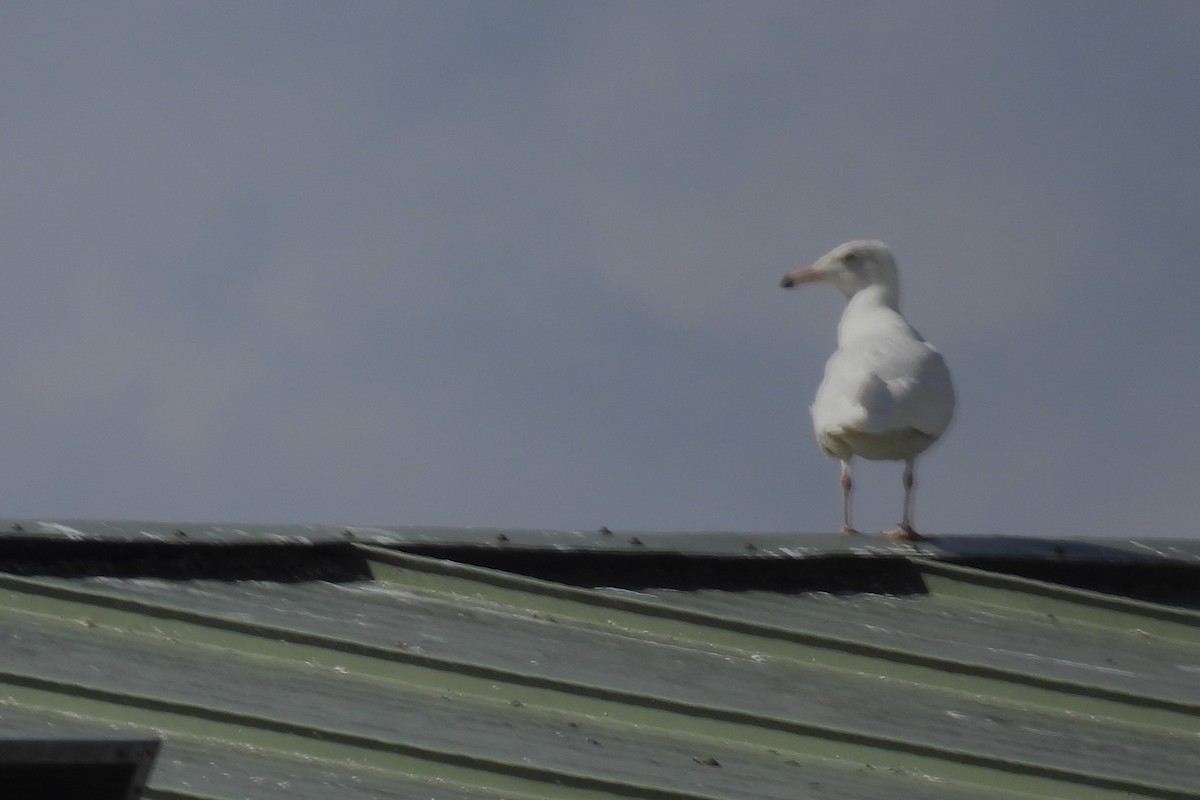 Glaucous Gull - ML615876412