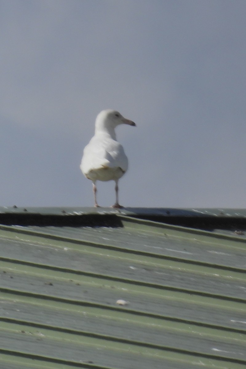 Glaucous Gull - ML615876413