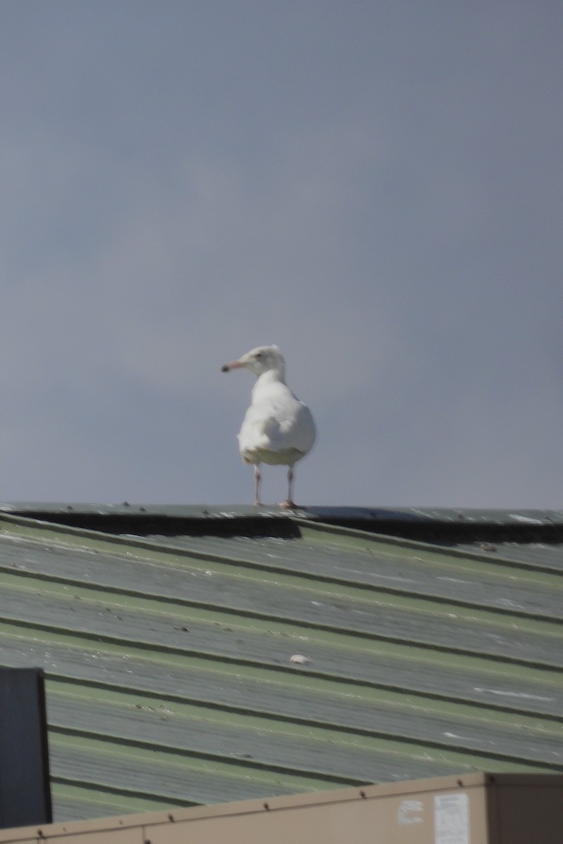 Glaucous Gull - ML615876414