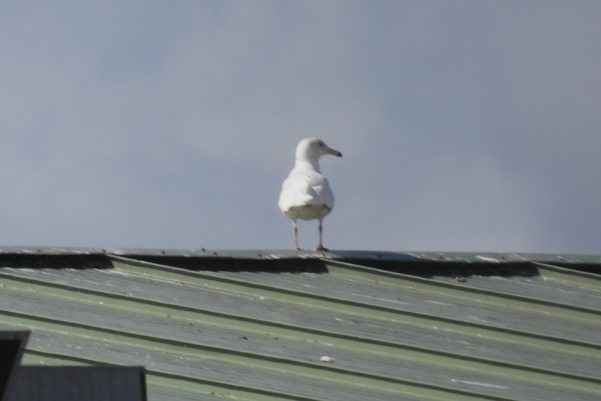 Glaucous Gull - ML615876415