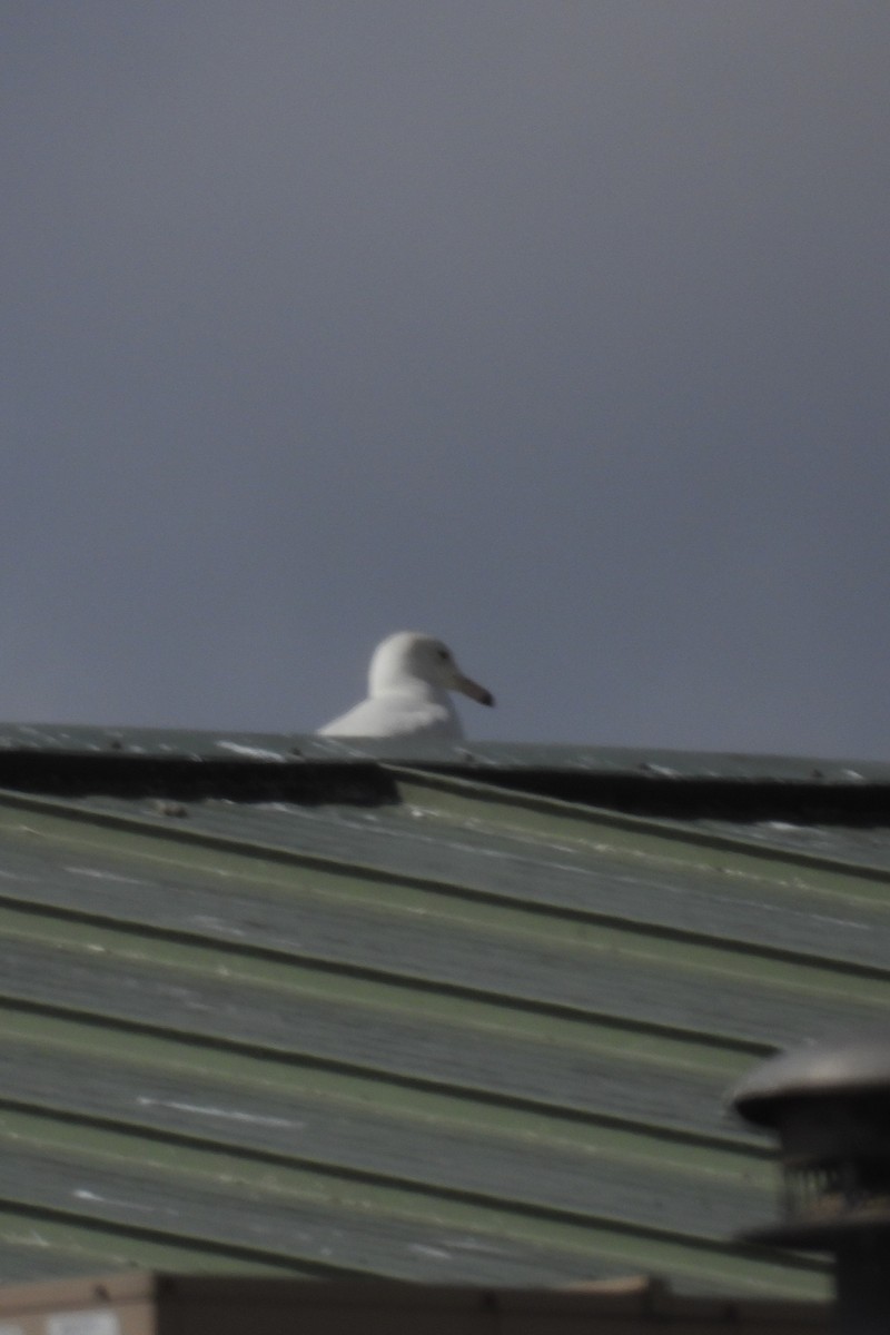 Glaucous Gull - ML615876417