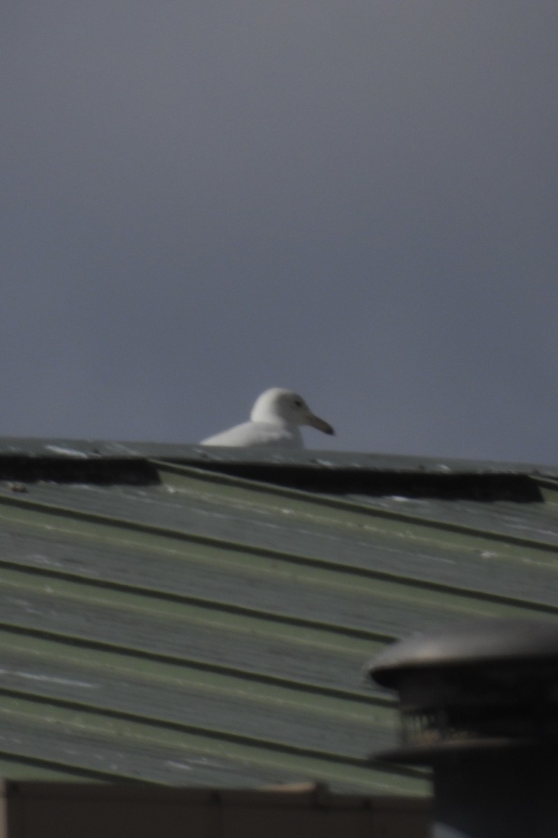 Glaucous Gull - ML615876418