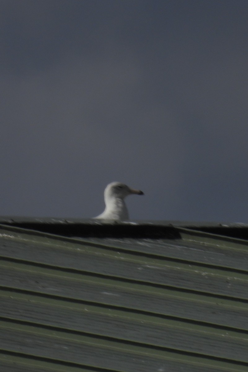 Glaucous Gull - ML615876419