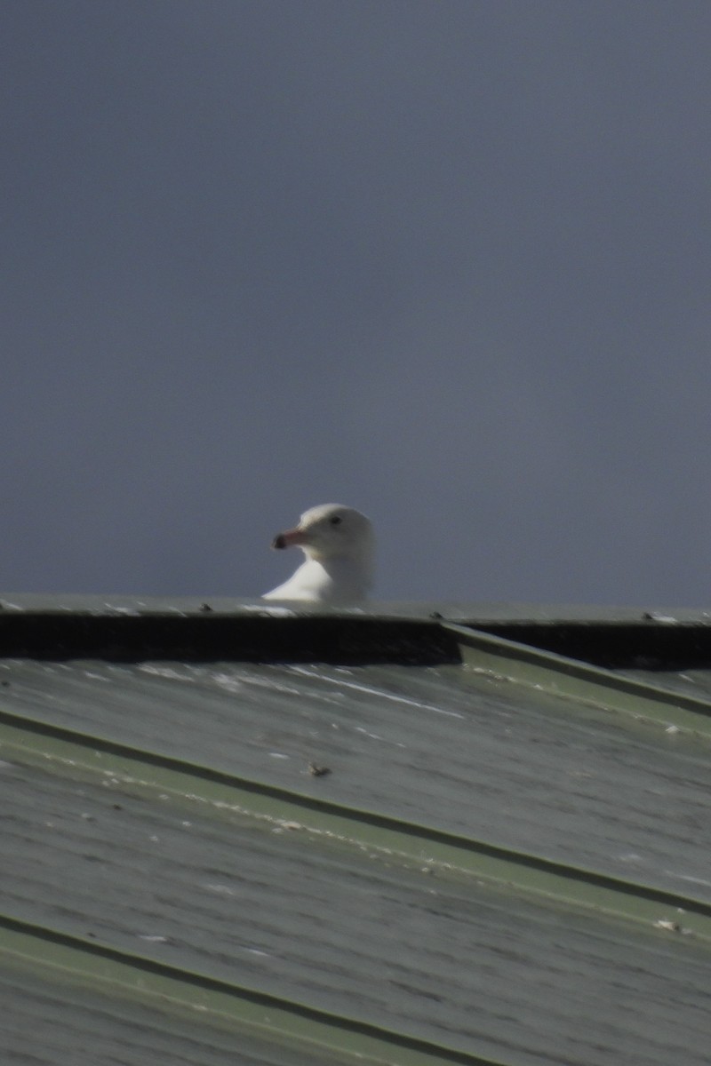 Glaucous Gull - ML615876420