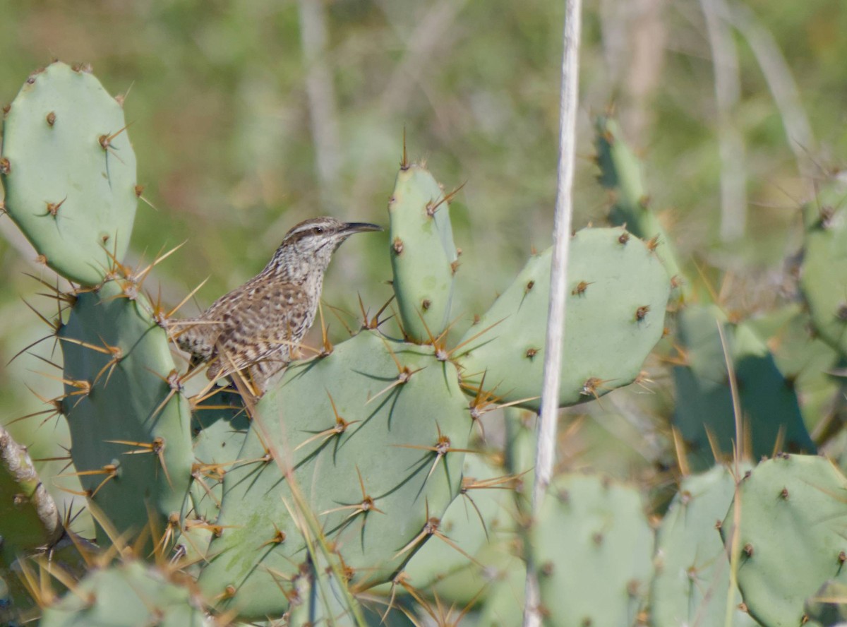 Yucatan Wren - Blake Ross