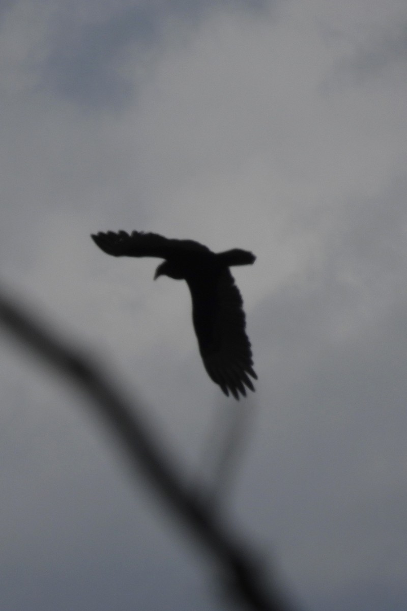 Turkey Vulture - ML615876430