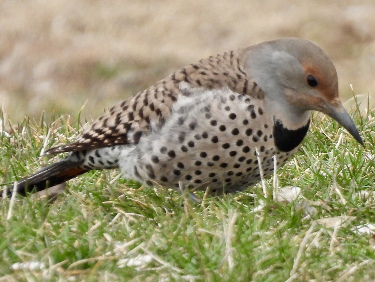 Northern Flicker (Red-shafted) - ML615876498