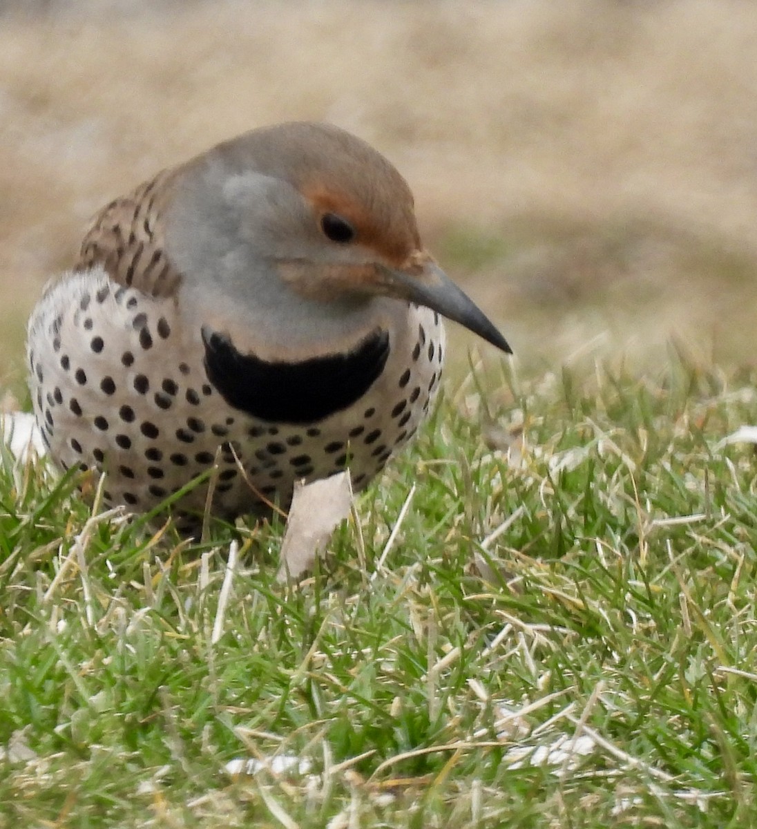 Northern Flicker (Red-shafted) - ML615876499