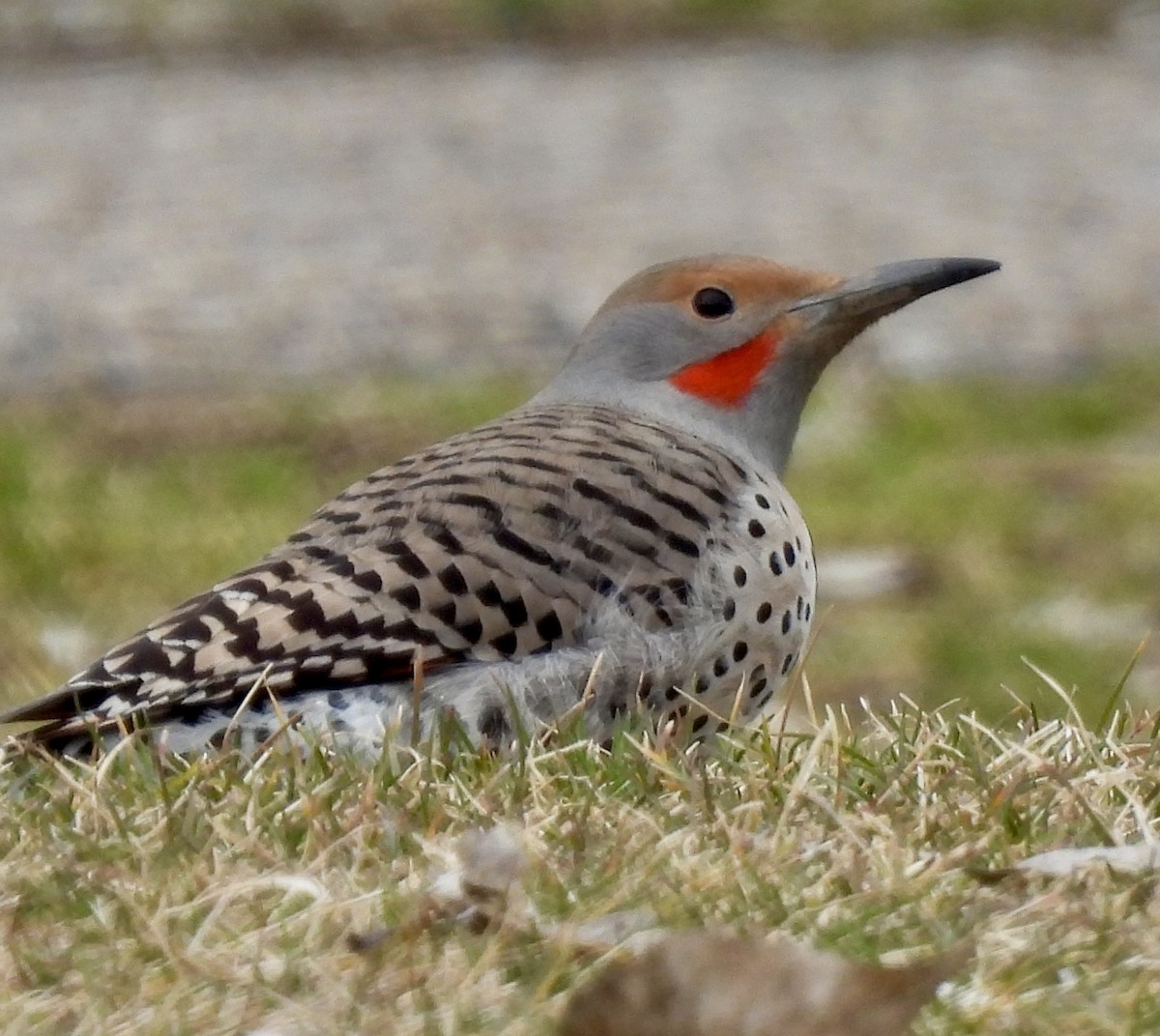 Northern Flicker (Red-shafted) - ML615876500