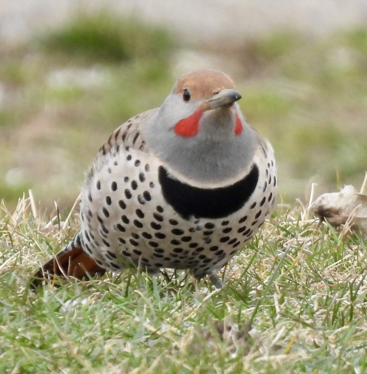Northern Flicker (Red-shafted) - ML615876501